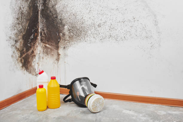 Best Residential Mold Remediation in Dunbar, SC