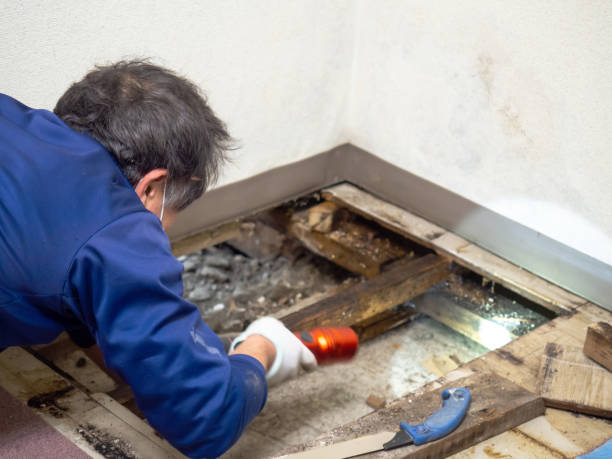 Best Black Mold Remediation in Dunbar, SC