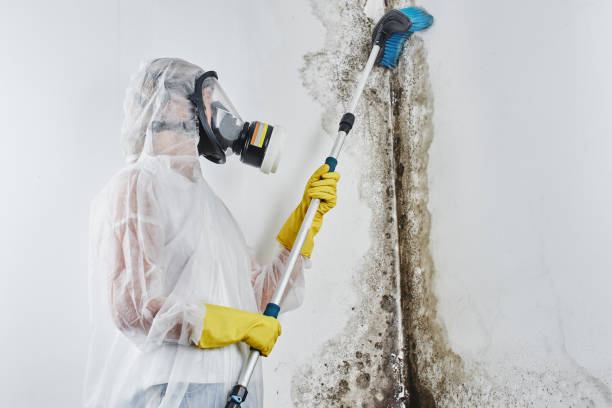 Best Insurance-Related Mold Remediation in Dunbar, SC