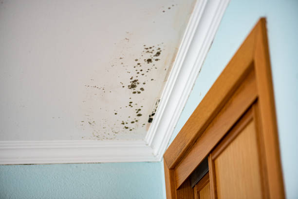 Reliable Dunbar, SC Mold Remediation Solutions