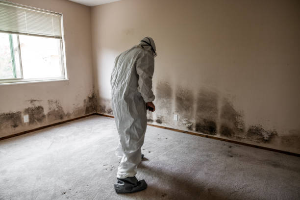 Best Residential Mold Remediation in Dunbar, SC