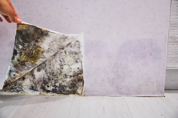 Best Attic Mold Remediation in Dunbar, SC
